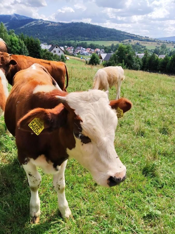 Noclegi Przy Szlaku Agroturystyka Zabnica Экстерьер фото